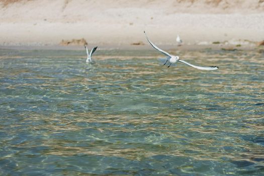 A group of wIld seagulls flying over the ocean or sea.