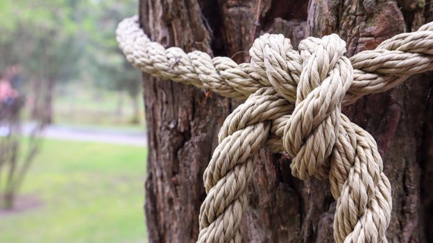 A brown rope knotted securely to a sturdy tree trunk. Close-up of the knot. Rope around the tree trunk. Wonderful natural environment. Close-up climbing a white rope