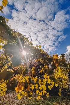 Last grapes of autumn on branch against clear blue sky. Colorful vine leaves lit by the sun. Sparse composition with lot of copy space.
