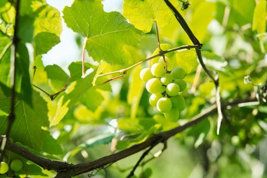 green grapes leaves nature summer organic natural product. High quality photo