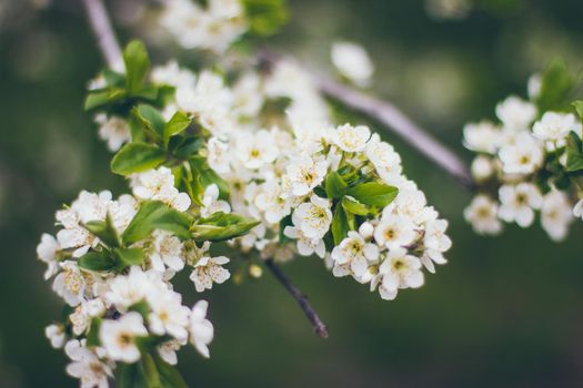 Apricot blossoms on the green background. Beautiful nature scene with branch in bloom. Spring flowers. Springtime.