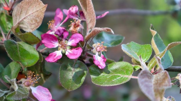 Blooming purple branch of an apple tree in summer sunny weather close-up. Slow motion. Daylight