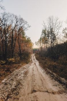 Forest road under sunset sunbeams. Lane running through the autumn pine forest at dawn or sunset.