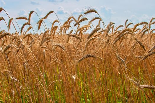 Field of barley in a summer day. Harvesting period.