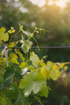 Young grape vine on the blurred green background in bright sun Rays.