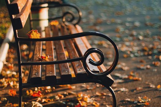 Empty bench in the sunny golden rays in yellow colorful autumn park