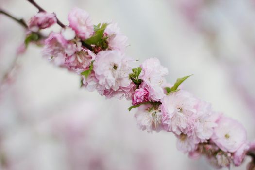 Pink Cherry blossom or sakura flower in spring.