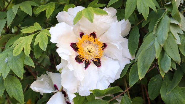 Head of a pale pink tree peony flower in the park. Natural background. Paeonia suffruticosa. Website template. Very beautiful blooming peony flower on a bush