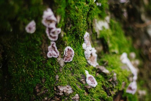 A mossy trunk of a tree full of mushrooms on the bark in an intense midday light macro