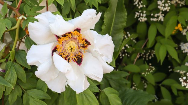 Head of a pale pink tree peony flower in the park. Natural background. Paeonia suffruticosa. Website template. Very beautiful blooming peony flower on a bush