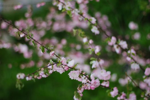 Pink Cherry blossom or sakura flower in spring.