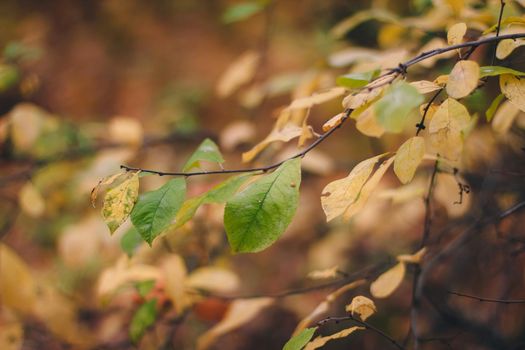 Colorful backround image of autumn leaves perfect for seasonal use pattern.