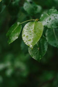 Leaves and water rain dew drops details. Nature spring summer background in green colors.