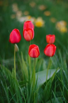 Group of red tulips in the park. Spring landscape.