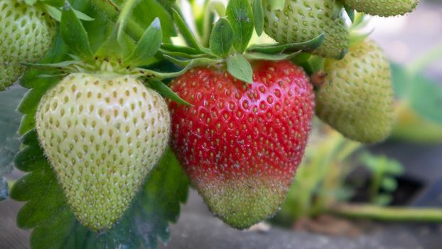 Picking fresh ripe organic big red strawberries outdoors in sunny weather at the plantation. Strawberry field on a fruit farm. A new crop of sweet open strawberries growing outside in the soil