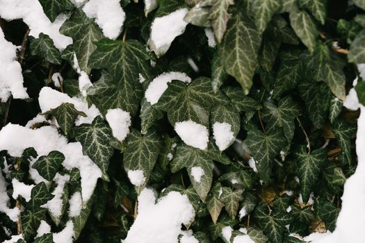 Ivy in the snow. A progeniful winter background. Ying ivy. Winter.