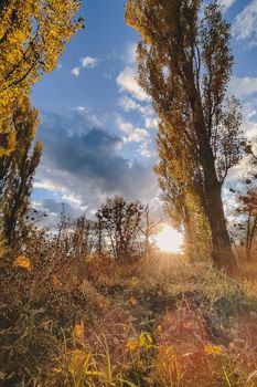 Beautiful evening scene in the forest with sun rays and long shadows.