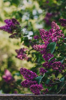 Lilac blossom on rustic wooden background with empty space for greeting message. Mother's Day and spring background concept.