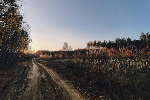 Forest road under sunset sunbeams. Lane running through the autumn pine forest at dawn or sunset.