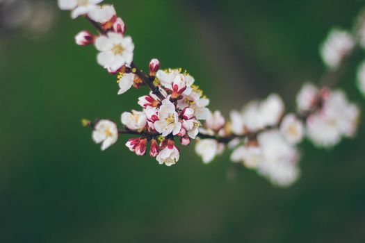 Apricot blossoms on the green background. Beautiful nature scene with branch in bloom. Spring flowers. Springtime.