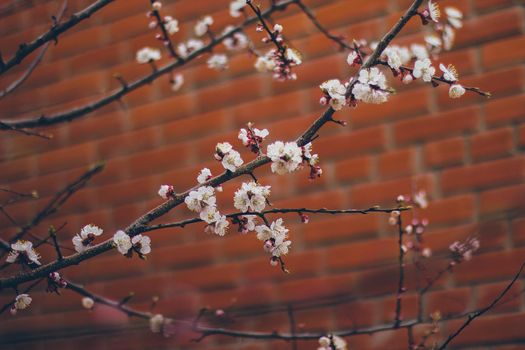 Apricot blossoms on the red brick wall. Beautiful nature scene with branch in bloom. Spring flowers. Springtime