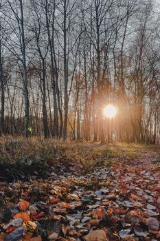 Beautiful evening scene in the forest with sun rays and long shadows.