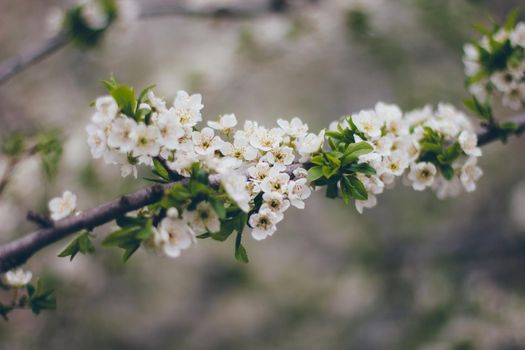 Apricot blossoms on the green background. Beautiful nature scene with branch in bloom. Spring flowers. Springtime.