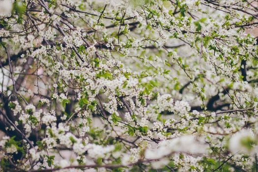 Apricot blossoms on the green background. Beautiful nature scene with branch in bloom. Spring flowers. Springtime.