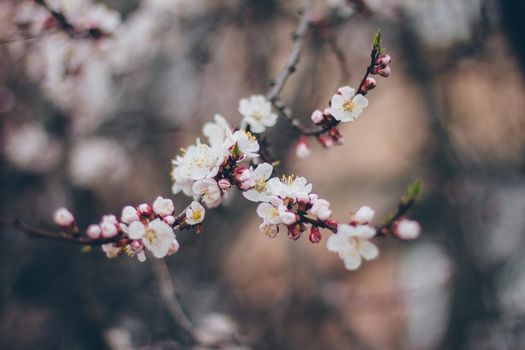 Apricot blossoms on the green background. Beautiful nature scene with branch in bloom. Spring flowers. Springtime.