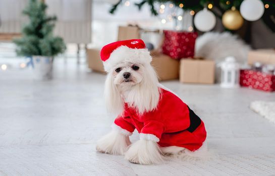 Maltese dog in santa suit near decorated christmas tree at home