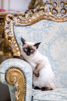 Beautiful rare breed of cat Mekongsky Bobtail female pet cat without tail sits interior of European architecture on retro vintage chic royal armchair 18th century Versailles palace. Baroque furniture.