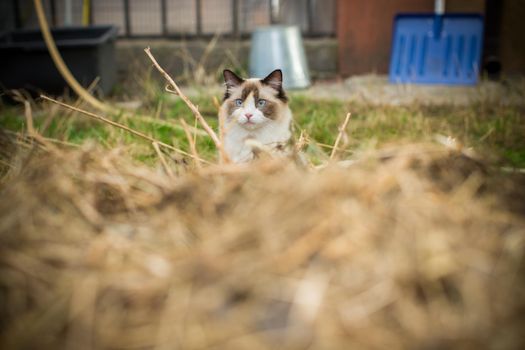beautiful young cat of Ragdoll breed walks on the street, outdoors
