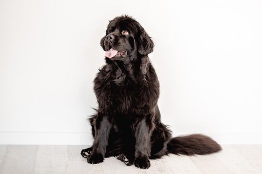 Mature newfoundland dog sitting on white wall background indoors