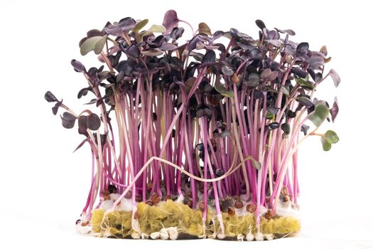 Micro-green seed seedlings on a white isolated background.