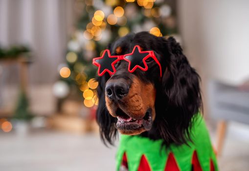 Scottish setter dog in elf suit with horns rim resting on floor near decorated christmas tree at home