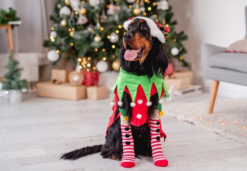 Scottish setter dog in elf suit with horns rim resting on floor near decorated christmas tree at home