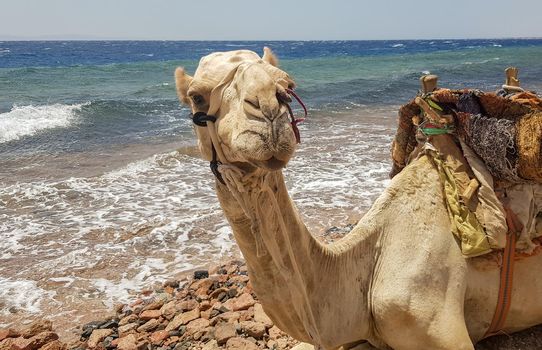 Camels on the beach by the Red Sea. Dahab, Sinai, Egypt. Egyptian camels on the background of the sea. Travel concept. Banner. Camels rest on the shore of the bay in front of a tourist safari