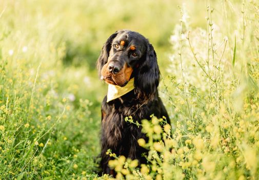 Nice scottish setter dog on green grass background