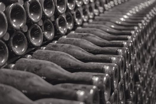 Bottles of wine or champagne. Production of sparkling wine. Dust bottles in the wine cellar. Black and white image.