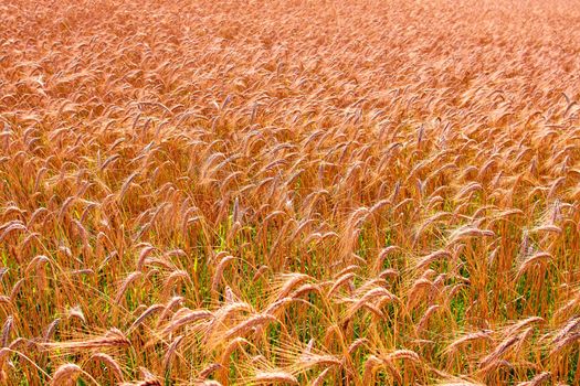 Field of barley in a summer day. Harvesting period.Close up view.