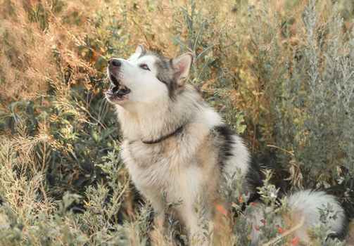 Cute alassskan malamute dog howling in high grass