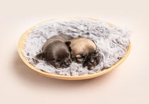 Little cute chihuahua breed puppies together on gray coverlet