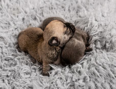 Little cute chihuahua breed puppies together on gray coverlet