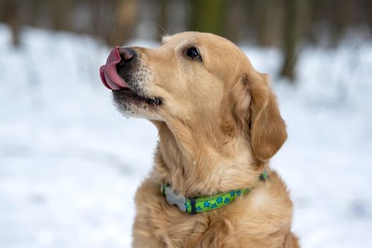 Golden retriever dog licks its nose during winter walk. Portrait of dog in snow day