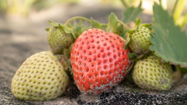 Picking fresh ripe organic big red strawberries outdoors in sunny weather at the plantation. Strawberry field on a fruit farm. A new crop of sweet open strawberries growing outside in the soil