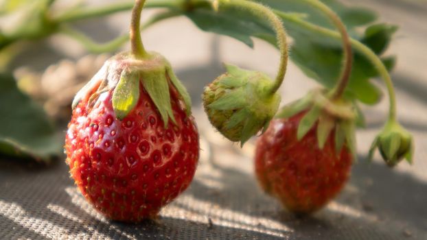 Picking fresh ripe organic big red strawberries outdoors in sunny weather at the plantation. Strawberry field on a fruit farm. A new crop of sweet open strawberries growing outside in the soil