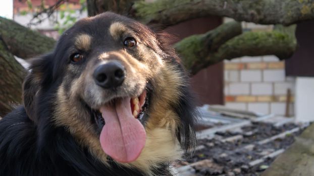 Portrait of an adult large dog in the yard of the house with his tongue hanging out. Black pet with brown eyes. Keeping a dog in the yard of a private house as a friend and a guard of the territory