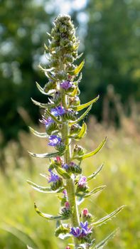 Beautiful wildflowers and wild herbs on a green meadow. Warm and sunny summer day. Meadow flowers. Wild summer flowers field. Summer landscape background with beautiful flowers