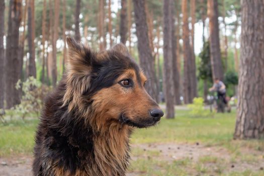 A cute homeless dog with cute eyes in a summer park. Adoption concept. Sad homeless dog posing in the park