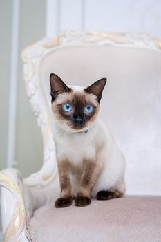 The theme of decoration and jewelry for animals. Beautiful cat woman posing on a vintage chair in baroque interior. Mekogon Bobtail or Thai cat without a tail with a necklace on its neck.